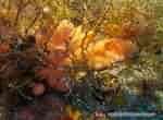Afbeeldingsresultaten voor "crella Rosea". Grootte: 150 x 110. Bron: bioobs.fr