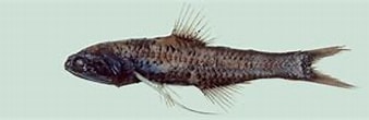 Afbeeldingsresultaten voor Lampanyctus pusillus Anatomie. Grootte: 338 x 72. Bron: fishesofaustralia.net.au