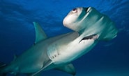 Afbeeldingsresultaten voor Shark Round Head. Grootte: 185 x 110. Bron: www.activewild.com