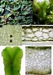 Image result for Eudorella hirsuta. Size: 78 x 110. Source: rubiaceae.myspecies.info