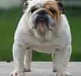Image result for Engelsk Bulldog. Size: 117 x 110. Source: www.mascotarios.org