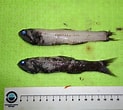 Image result for "lampanyctus Intricarius". Size: 123 x 110. Source: www.inaturalist.org
