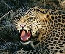 Résultat d’image pour Leopard. Taille: 131 x 110. Source: true-wildlife.blogspot.com