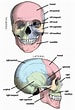 Image result for "craniella Cranium". Size: 75 x 110. Source: kramatman.blogspot.com