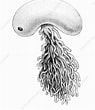 Image result for Sacculina gonoplaxae. Size: 95 x 110. Source: www.sciencephoto.com