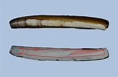 Image result for "ensis Arcuatus". Size: 169 x 110. Source: conchsoc.org