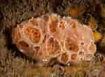 Image result for "hemimycale Columella". Size: 150 x 110. Source: www.britishmarinelifepictures.co.uk