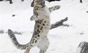 Image result for Snow Leopard Hunting. Size: 181 x 110. Source: www.animalia-life.club