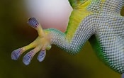 ヤモリの足の構造 に対する画像結果.サイズ: 175 x 110。ソース: petpedia.net