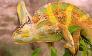 Résultat d’image pour caméléon couleur. Taille: 180 x 110. Source: www.pourlascience.fr