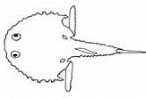 Image result for Dibranchus atlanticus Anatomie. Size: 163 x 110. Source: biogeodb.stri.si.edu