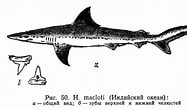 Image result for "carcharhinus Macloti". Size: 187 x 110. Source: www.fishbiosystem.ru