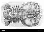 Image result for Ibacus ciliatus Stam. Size: 150 x 110. Source: www.alamy.com