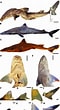 Afbeeldingsresultaten voor "squalus Mitsukurii". Grootte: 60 x 110. Bron: www.researchgate.net