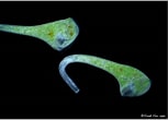 Image result for "stentor Polymorphus". Size: 153 x 110. Source: www.mikro-foto.de