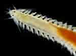 Image result for "eumida Sanguinea". Size: 150 x 110. Source: www.irlspecies.org