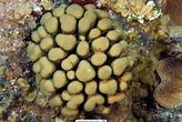 Image result for Madracis decactis. Size: 164 x 110. Source: www.reeflex.net