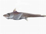 CHIMAERIDAE Fish-साठीचा प्रतिमा निकाल. आकार: 148 x 110. स्रोत: fishesofaustralia.net.au