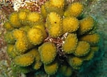 Image result for Madracis decactis. Size: 153 x 110. Source: www.flickr.com