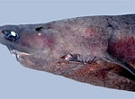 Image result for "scymnodalatias Sherwoodi". Size: 150 x 110. Source: fishesofaustralia.net.au