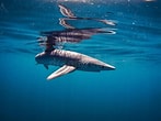 Afbeeldingsresultaten voor grote blauwe haai. Grootte: 147 x 110. Bron: nl.dreamstime.com