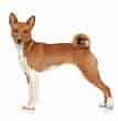 Image result for Basenji. Size: 107 x 110. Source: www.l2sanpiero.com