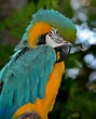 Macaw Parrot に対する画像結果.サイズ: 89 x 110。ソース: www.publicdomainpictures.net