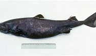 Image result for "etmopterus Granulosus". Size: 188 x 110. Source: www.fishbase.se