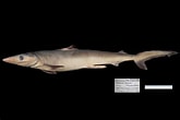 Image result for "carcharhinus Hemiodon". Size: 165 x 110. Source: www.gbif.org