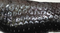 Image result for "stomias Boa". Size: 198 x 110. Source: www.allfishes.net