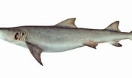 Afbeeldingsresultaten voor "rhizoprionodon Oligolinx". Grootte: 186 x 110. Bron: fishider.org