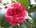 Image result for "callianassa Japonica". Size: 142 x 110. Source: commons.wikimedia.org