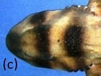 Image result for Heterodontus omanensis. Size: 146 x 110. Source: www.researchgate.net