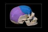 Image result for "craniella Cranium". Size: 163 x 110. Source: www.realbodywork.com