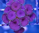Image result for Palythoa Coral. Size: 132 x 110. Source: fragbox.ca