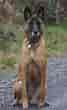 Image result for Belgisk hyrdehund. Size: 67 x 110. Source: www.omhunden.dk