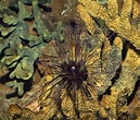 Image result for "diadema Antillarum". Size: 129 x 110. Source: www.dreamstime.com