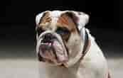 Image result for Engelsk Bulldog. Size: 173 x 110. Source: dogbreeds4.blogspot.com