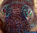 Image result for Sepiolidae. Size: 123 x 110. Source: www.poppe-images.com