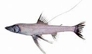 Image result for "bathypterois Longipes". Size: 187 x 110. Source: fishesofaustralia.net.au