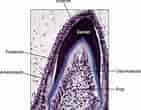 Cell Lines in Dental pulp എന്നതിനുള്ള ഇമേജ് ഫലം. വലിപ്പം: 141 x 110. ഉറവിടം: pocketdentistry.com