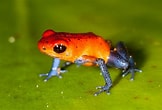 Image result for Dendronotidae. Size: 162 x 110. Source: www.ryanphotographic.com