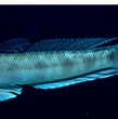 "oxyurichthys Papuensis" に対する画像結果.サイズ: 109 x 110。ソース: www.researchgate.net