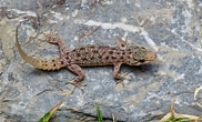 Image result for "conocara Murrayi". Size: 182 x 110. Source: www.thainationalparks.com