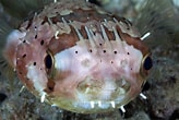 Image result for "amphilonche Diodon". Size: 164 x 110. Source: fishesofaustralia.net.au