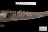 Image result for "carcharhinus Hemiodon". Size: 166 x 110. Source: www.gbif.org