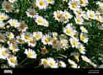 Image result for "margarites Groenlandicus". Size: 150 x 110. Source: www.alamy.com