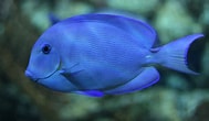 Afbeeldingsresultaten voor Blue Tang. Grootte: 189 x 110. Bron: www.seafishpool.com