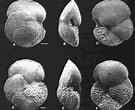 Image result for "globorotalia Hirsuta". Size: 135 x 110. Source: www.researchgate.net