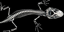 ヤモリの足の構造 に対する画像結果.サイズ: 218 x 110。ソース: ctseibutsu.jp
